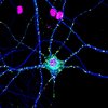 Signaling in neurons