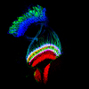 Optic Lobe of Drosophila Brain
