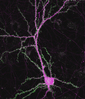 Fluorescence image of a neuron labeled for synapses (green) and cell structure (magenta)