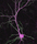 Fluorescence image of a neuron labeled for synapses (green) and cell structure (magenta)