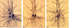 Biocytin-labeled layer 5 pyramidal neurons