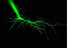 CA1 pyramidal neurons from FVB P12 mouse