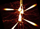 Quadruple whole-cell patch clamp in visual cortex
