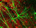 Green Fluorescent Protein expressing pyramidal cell in mouse cortex