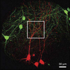 GABAergic axons (green) make inhibitory synapses on dendrites of CA1 pyramidal neurons (red)