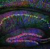 Brainbow mouse hippocampus