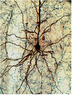 Lucifer Yellow labled pyramidal neuron and TH-ir fibers (blue)