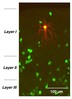 Neurogliaform cell in piriform cortex of mouse