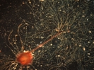 Neuron from the abdominal ganglia of <i>Aplysia limacina</i> immunostained with the antibody anti-D-aspartic acid