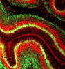 P2Y1 receptor localization in the neonatal rat cerebellum