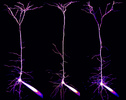 Patch clamped layer 5 pyramidal neurons in visual cortex with a fluorescent dye under a 2-photon laser scanning microscope