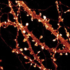 Phaloidin-Atto647N stain of actin in a cultured hippocampal neuron