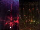 Pyramidal neurons in developing rat visual cortex