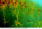 Pyramidal neurons of mouse cortex