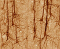 SMI32-immunoreactive pyramidal neuron in medial prefrontal cortex of macaque