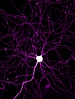 The axons and dendrites of a cortical neuron