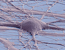 Scanning electron micrograph (false color) of a human induced pluripotent stem cell-derived neuron