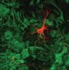 Cultured motor neuron (red) on a monolayer of astrocytes