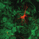 Cultured motor neuron (red) on a monolayer of astrocytes