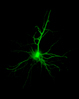 Neonatal rat pyramidal neuron