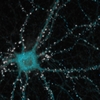 Neuron, dendritic spines