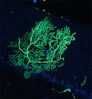 Purkinje neuron in mouse cerebellum