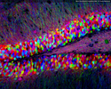 Brainbow Mouse Hippocampus